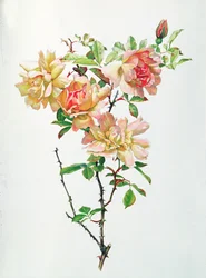 Rosa Chinensis